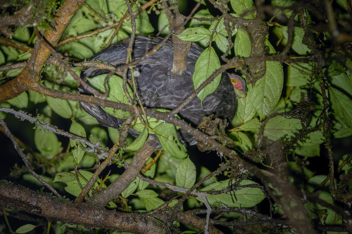 Salvadori's Pheasant (Salvadori's) - ML640512697
