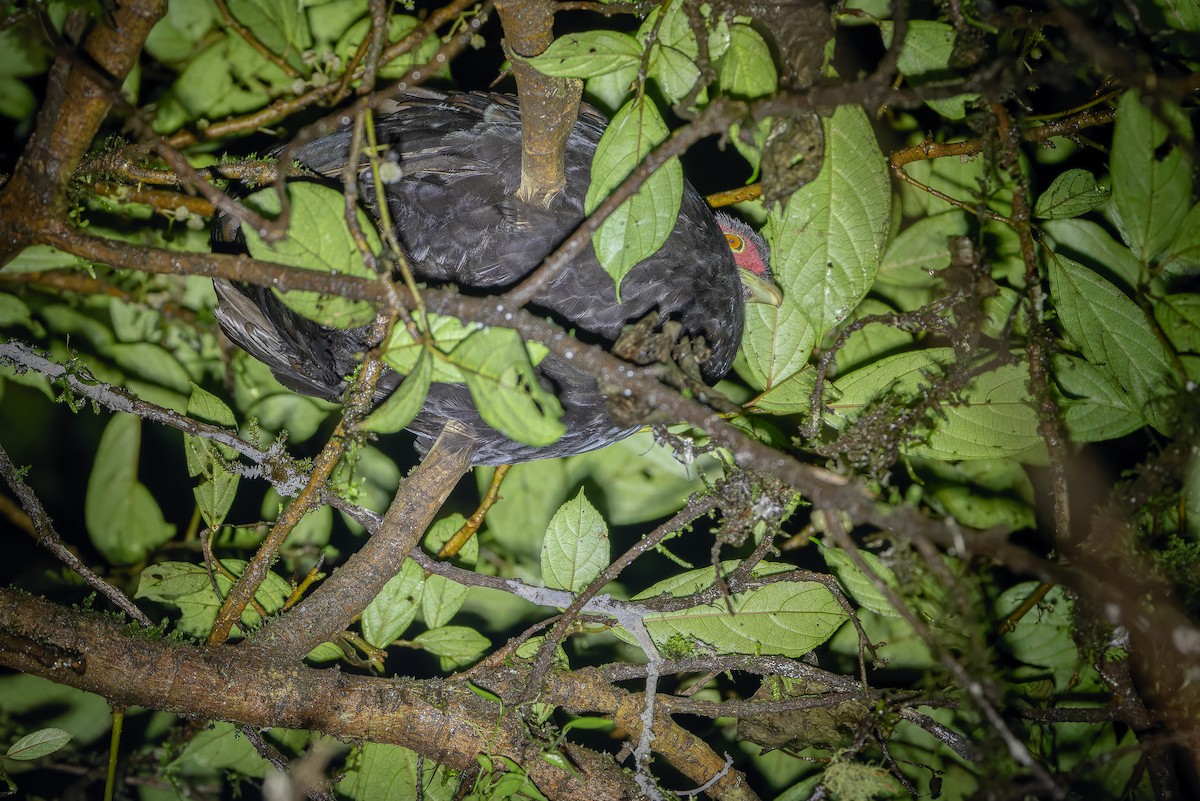 Salvadori's Pheasant (Salvadori's) - ML640512698