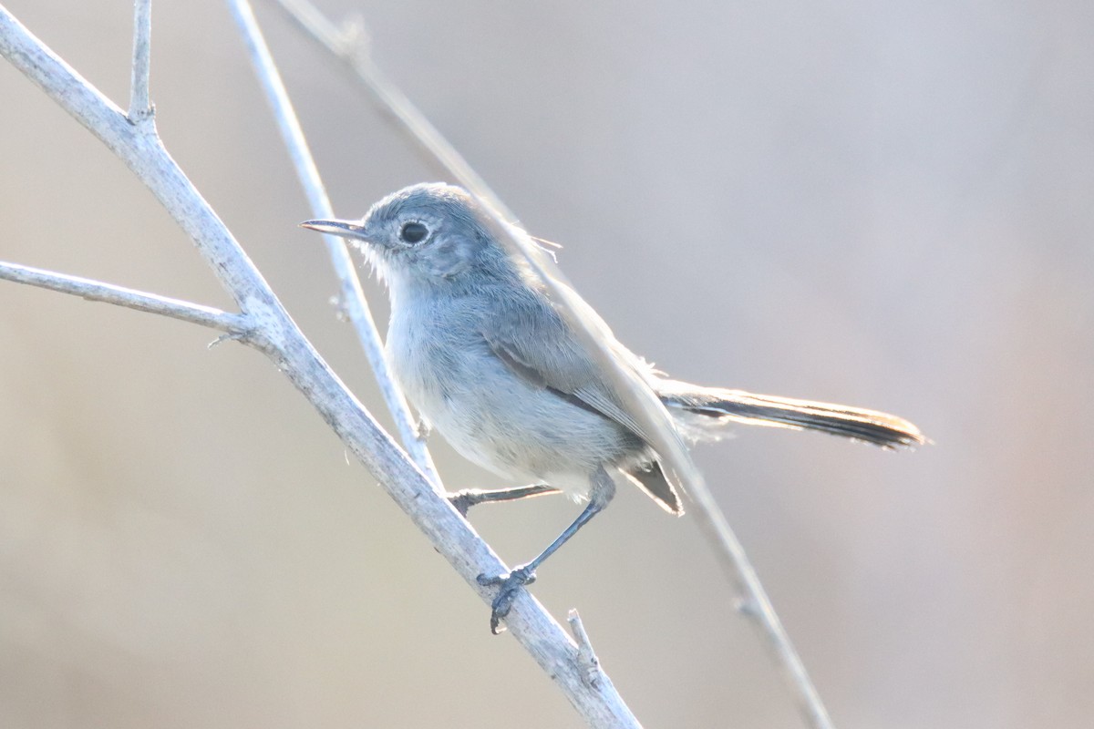 California Gnatcatcher - ML640512822