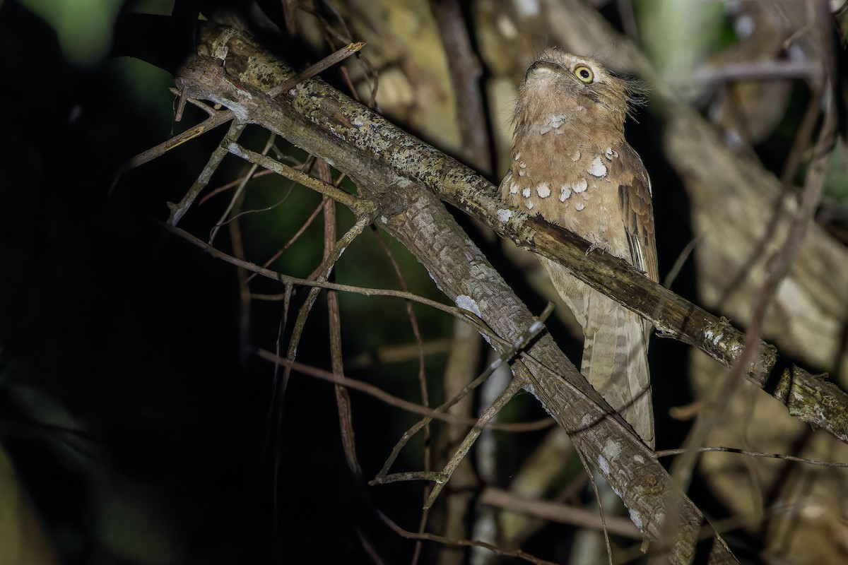 Blyth's Frogmouth (Blyth's) - ML640512831