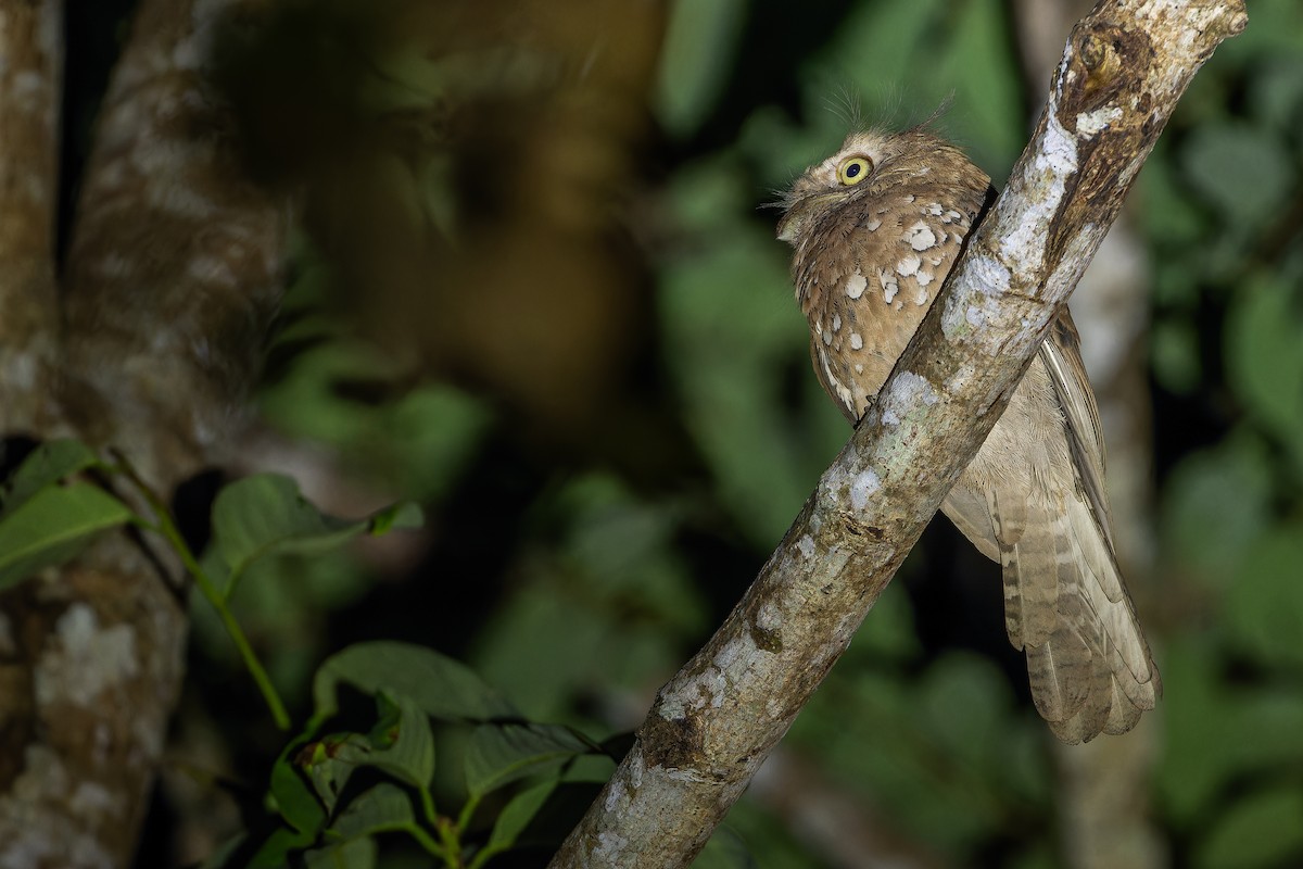 Blyth's Frogmouth (Blyth's) - ML640512834