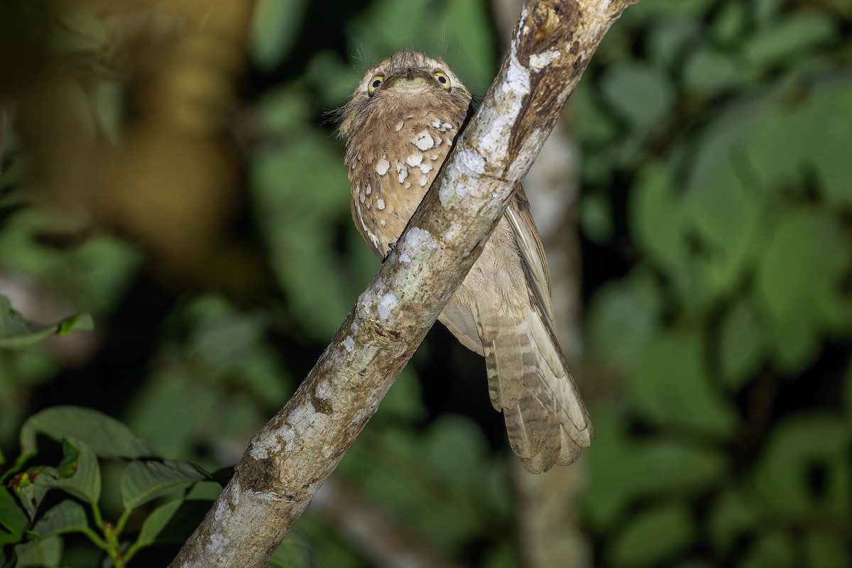 Blyth's Frogmouth (Blyth's) - ML640512835