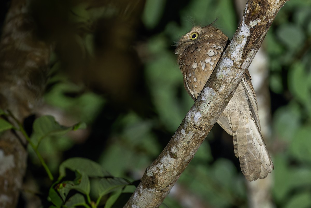 Blyth's Frogmouth (Blyth's) - ML640512836