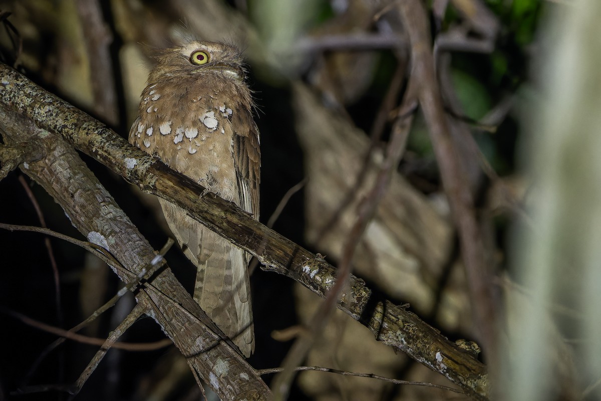 Blyth's Frogmouth (Blyth's) - ML640512837