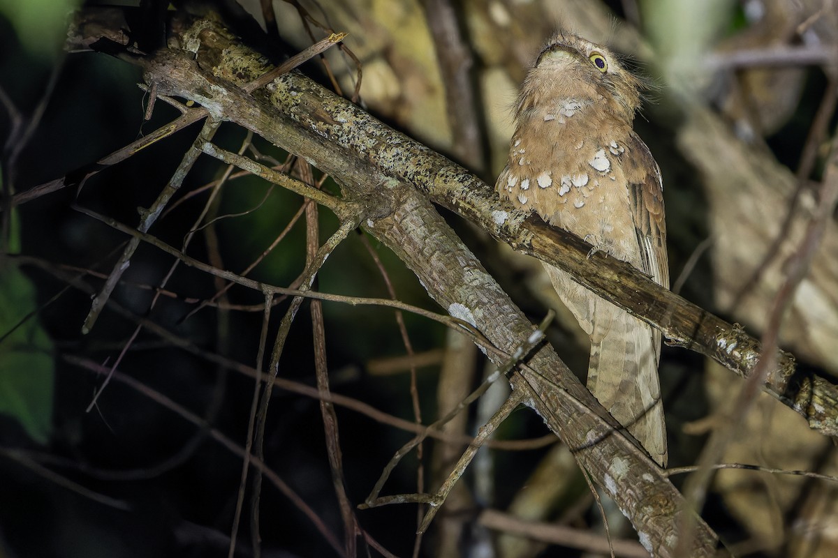 Blyth's Frogmouth (Blyth's) - ML640512838