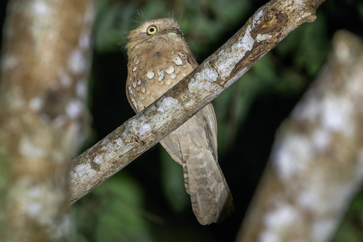 Blyth's Frogmouth (Blyth's) - ML640512839