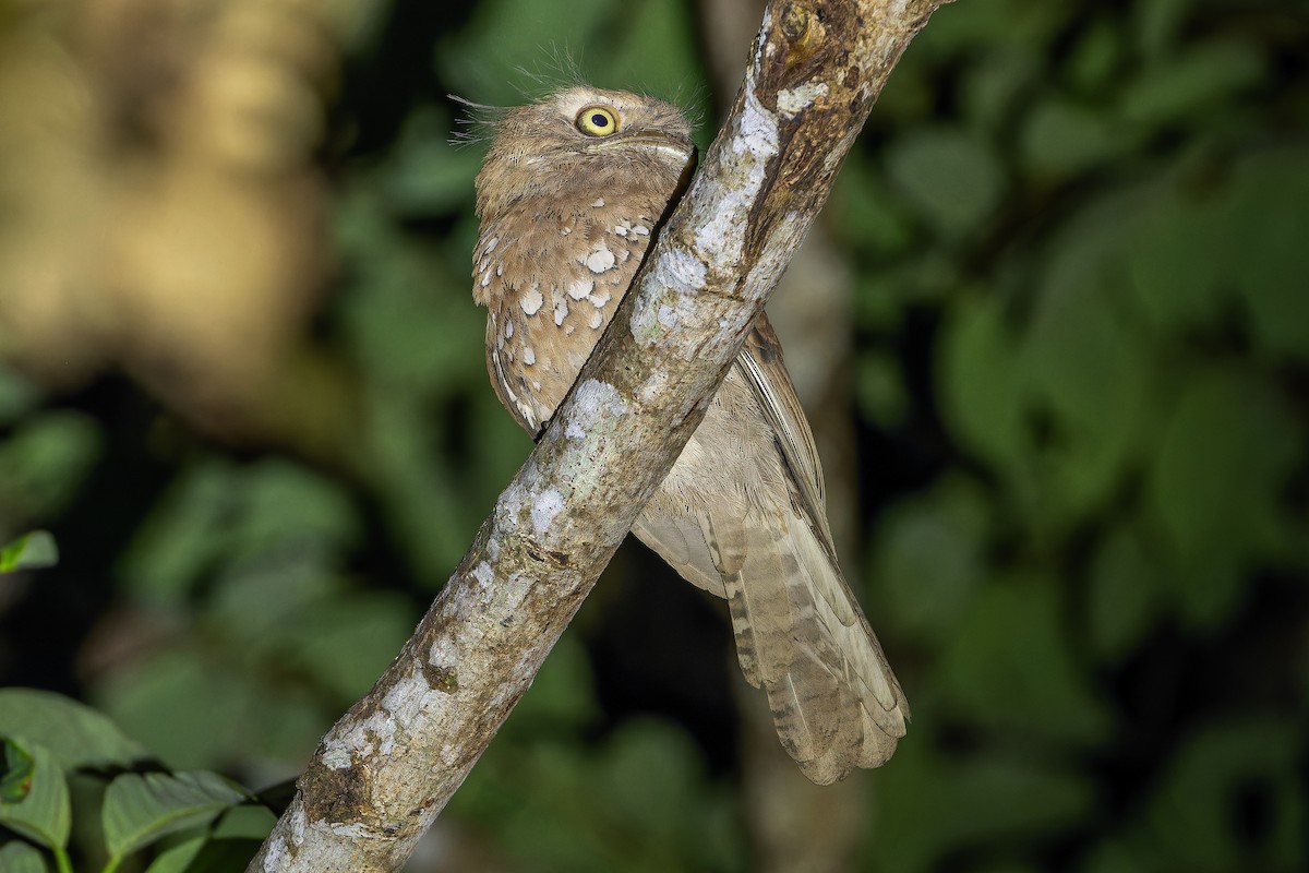 Blyth's Frogmouth (Blyth's) - ML640512840