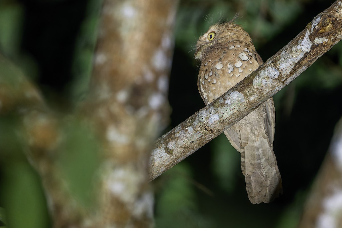 Blyth's Frogmouth (Blyth's) - ML640512841