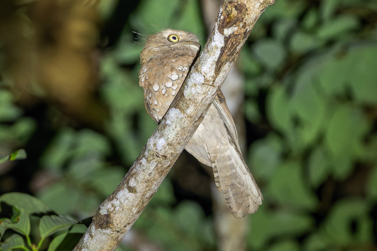 Blyth's Frogmouth (Blyth's) - ML640512843