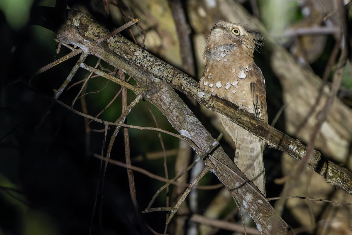 Blyth's Frogmouth (Blyth's) - ML640512844