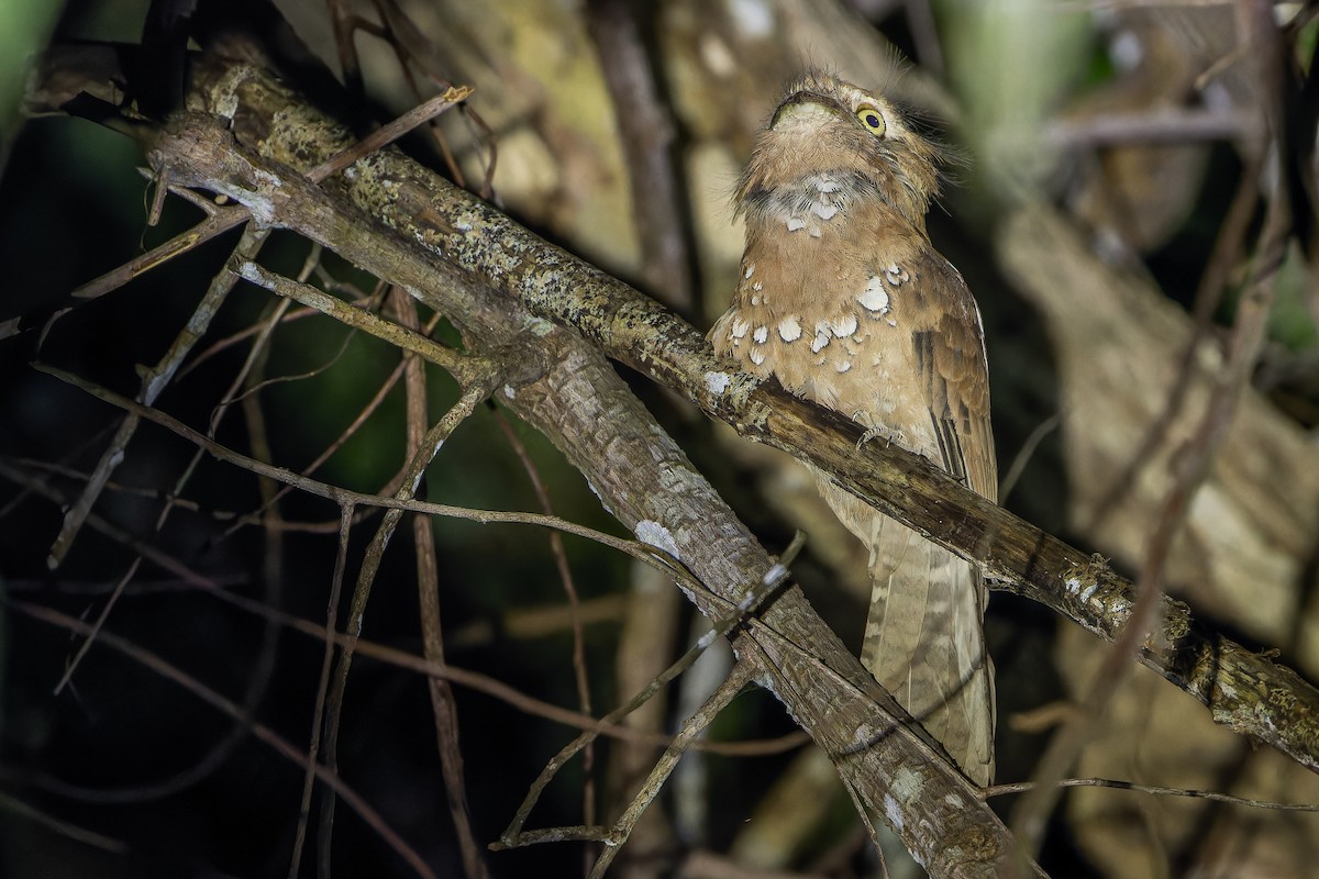 Blyth's Frogmouth (Blyth's) - ML640512845
