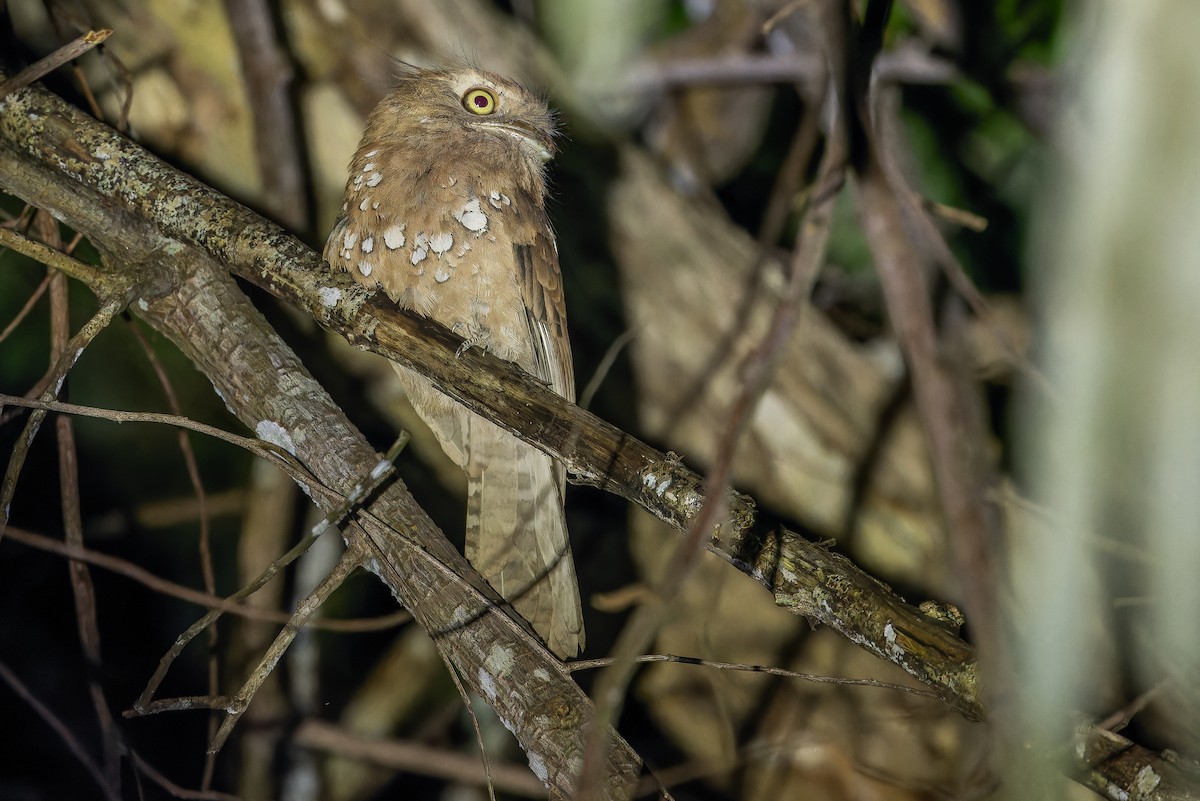 Blyth's Frogmouth (Blyth's) - ML640512846
