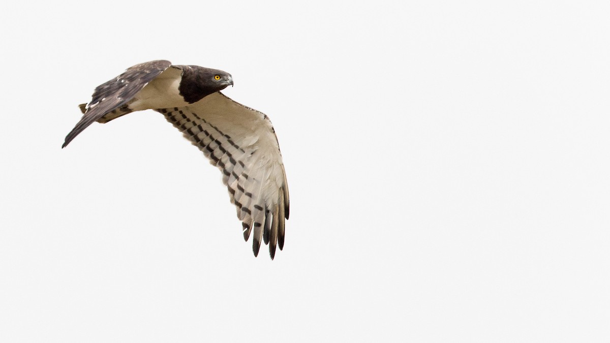 Black-chested Snake-Eagle - ML640512894