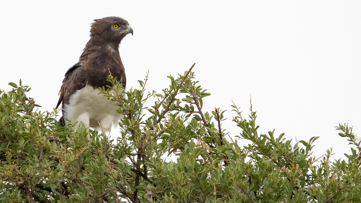 Black-chested Snake-Eagle - ML640512895