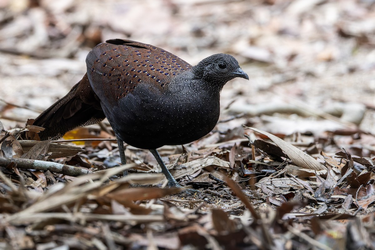 Mountain Peacock-Pheasant - ML640512905