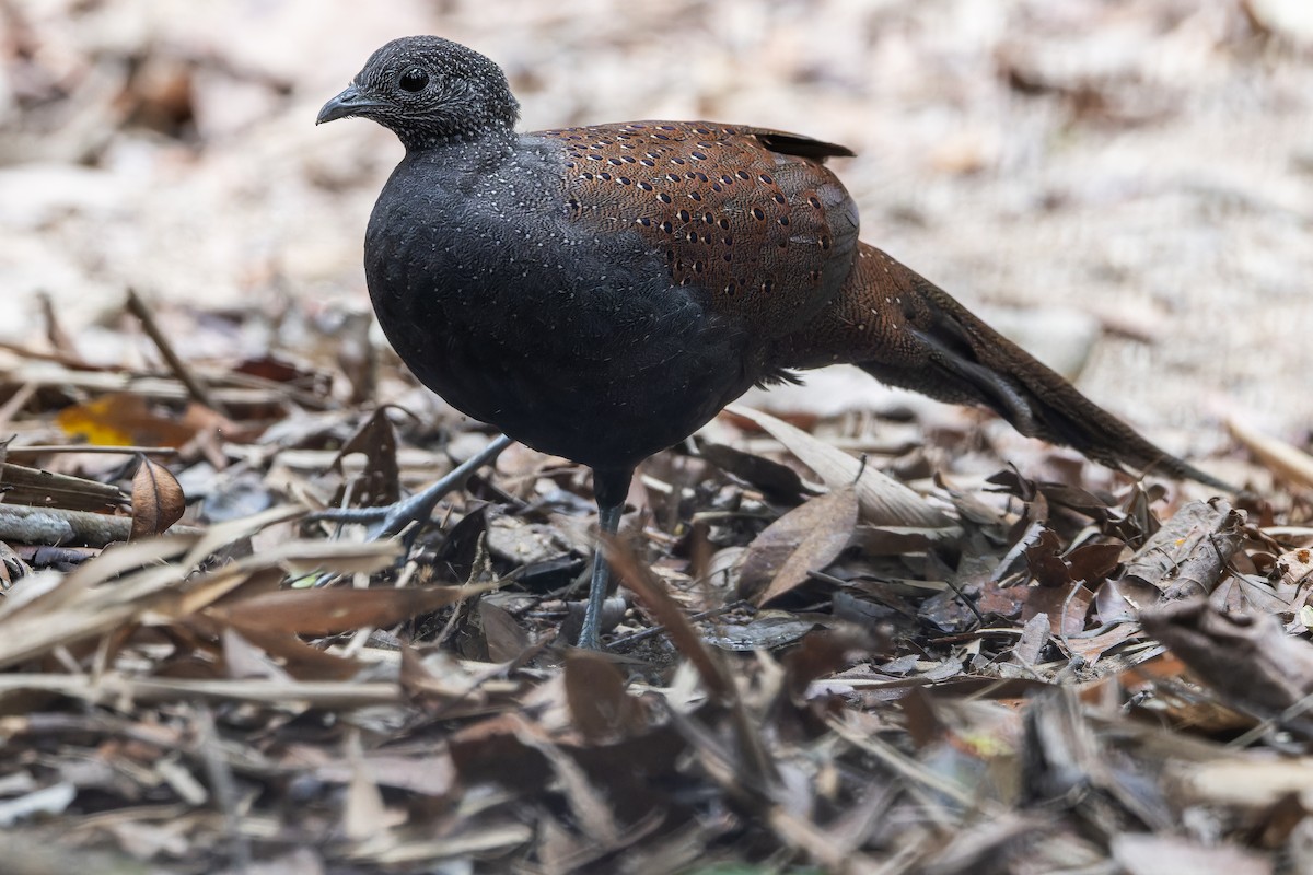 Mountain Peacock-Pheasant - ML640512906
