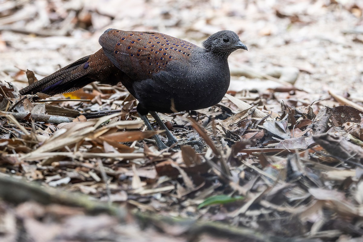 Mountain Peacock-Pheasant - ML640512908