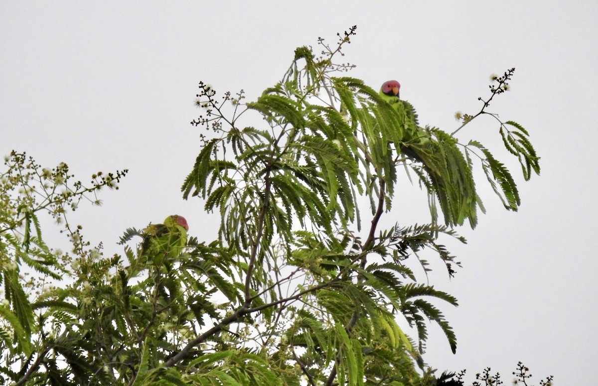 Blossom-headed Parakeet - ML640512931