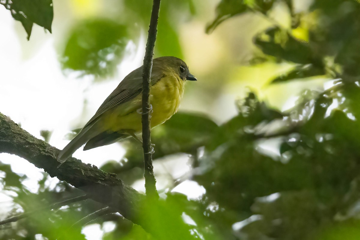 Bornean Whistler - ML640512936