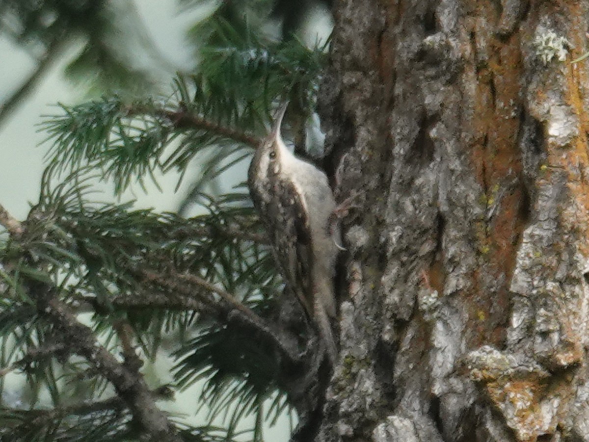 Bar-tailed Treecreeper - ML640512949
