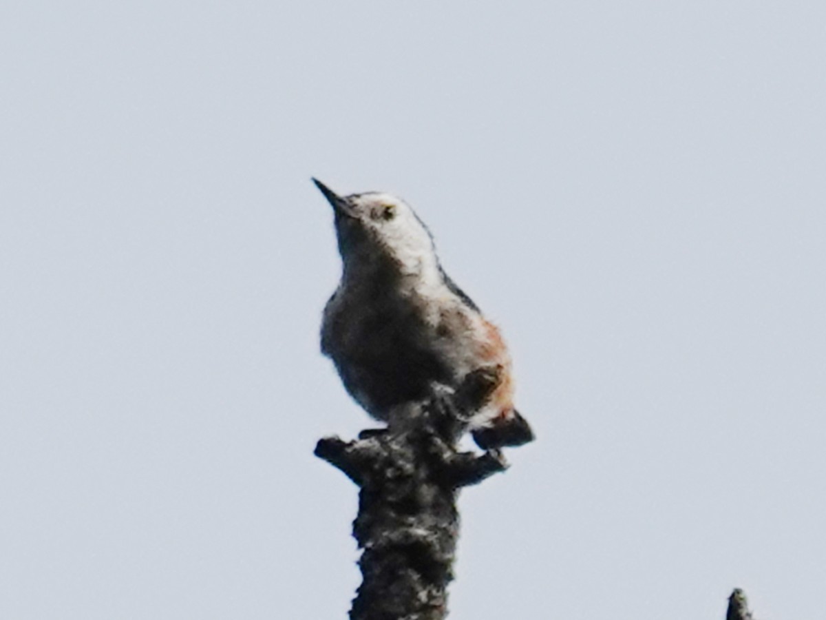 White-cheeked Nuthatch - ML640512952