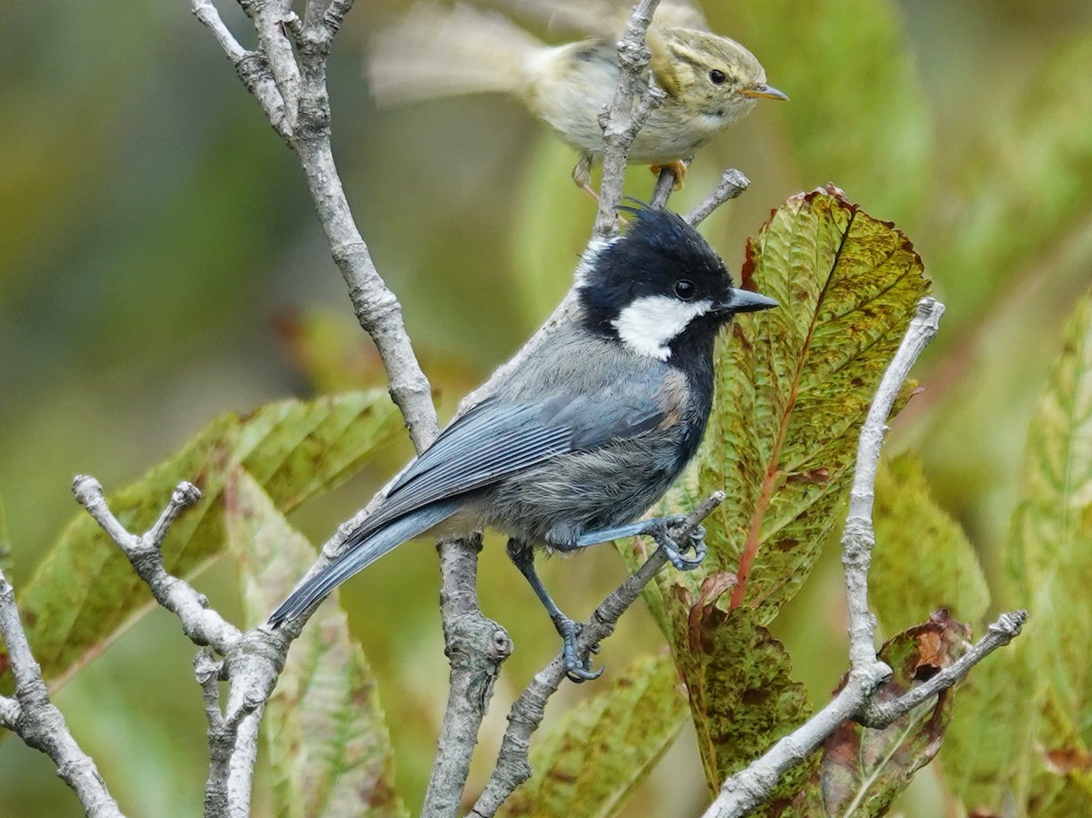 Rufous-naped Tit - ML640512964