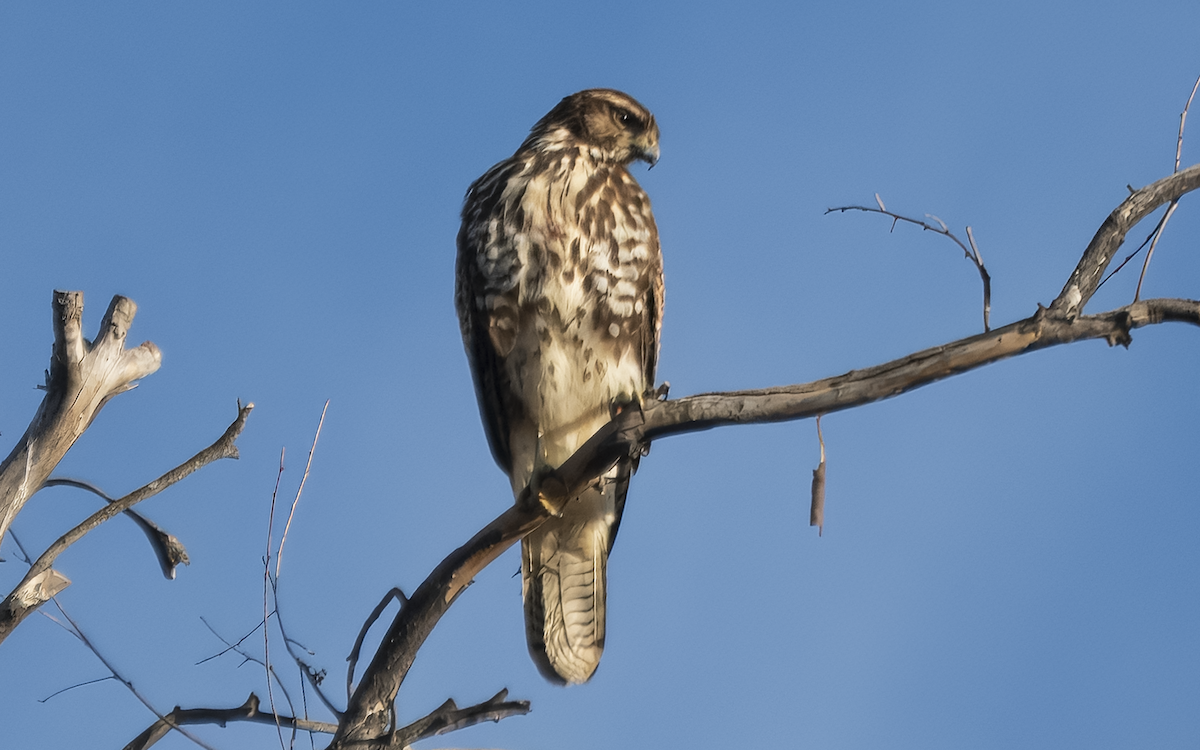Harris's Hawk - ML640512975