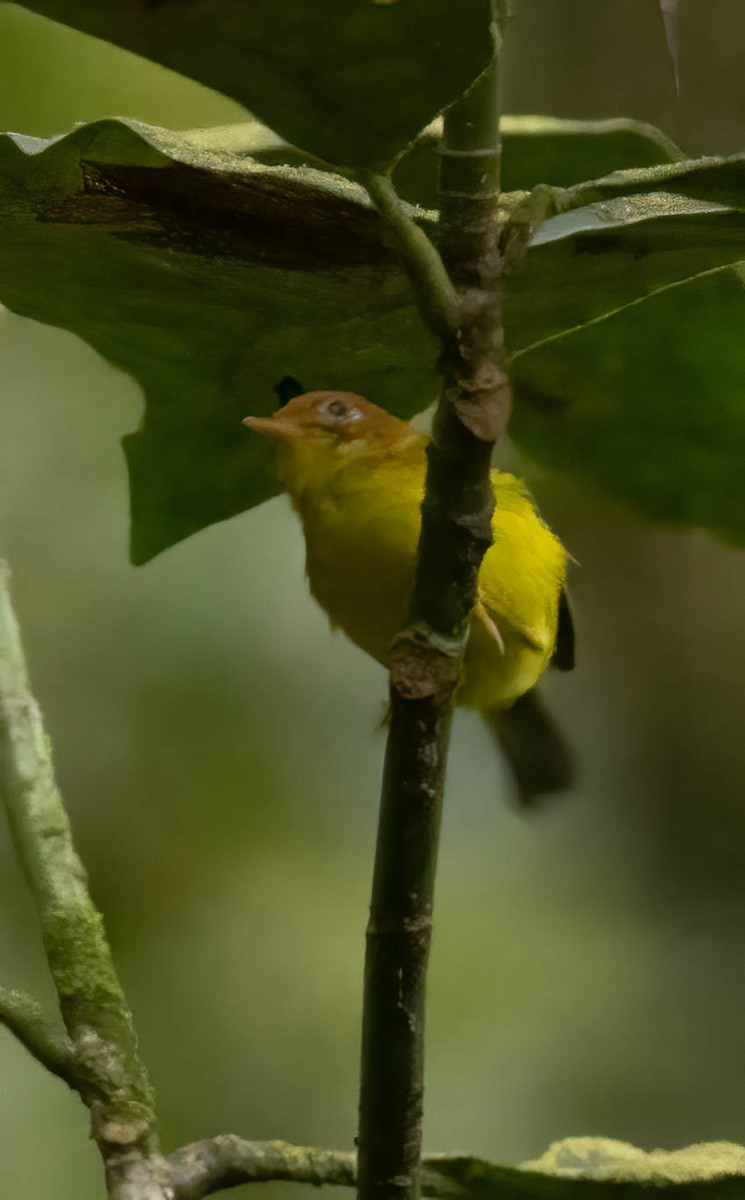 Yellow-breasted Warbler - ML640513055