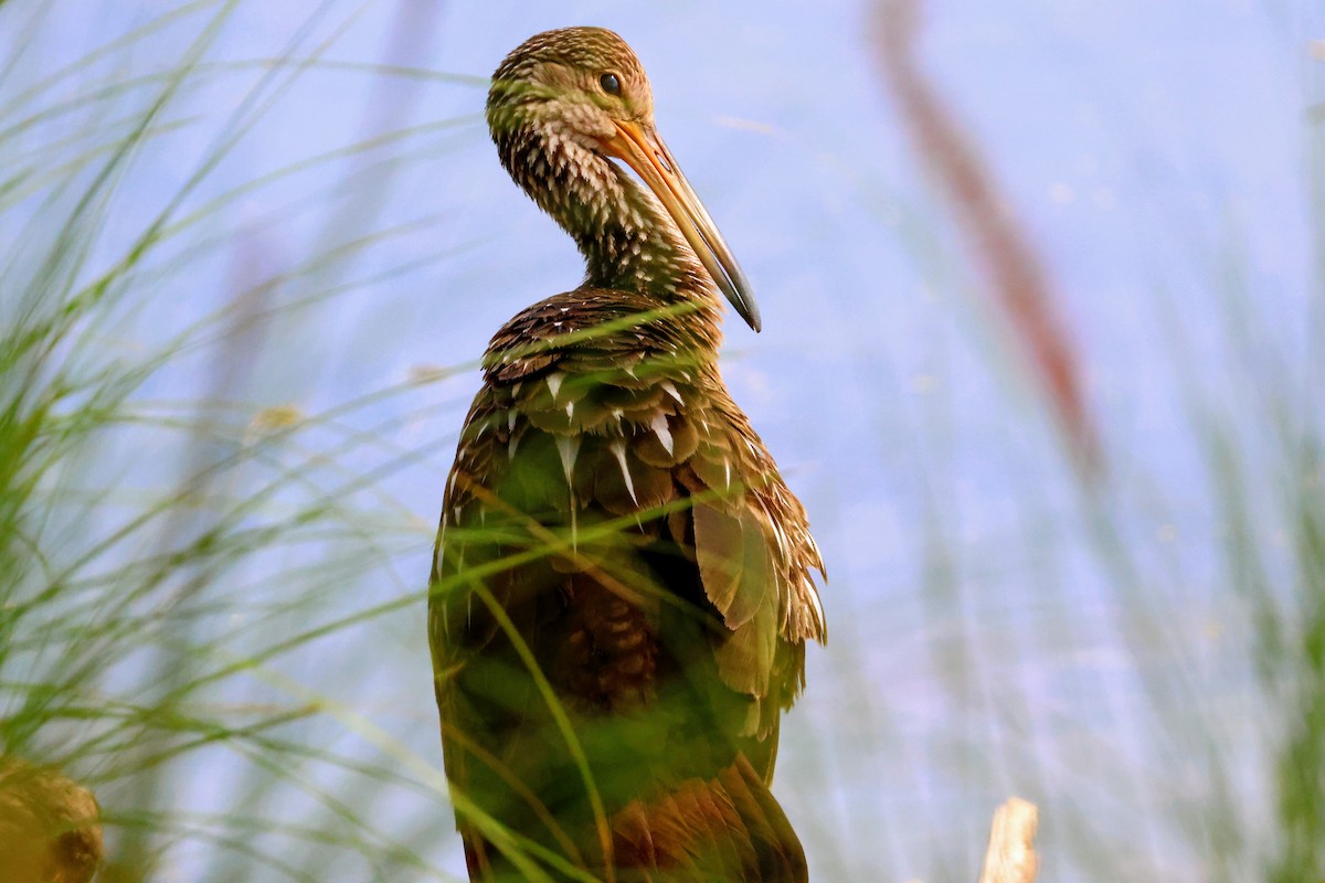 Limpkin - ML640513145