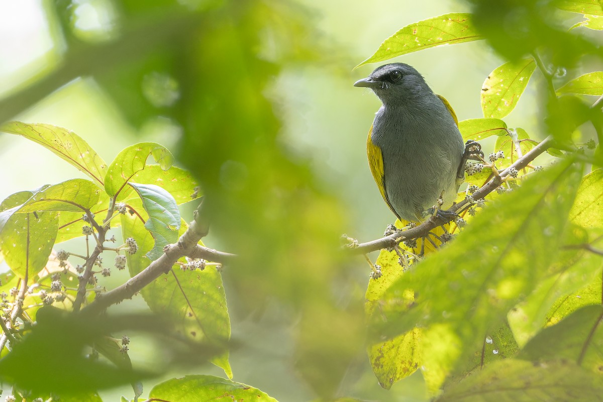 Gray-bellied Bulbul - ML640513158