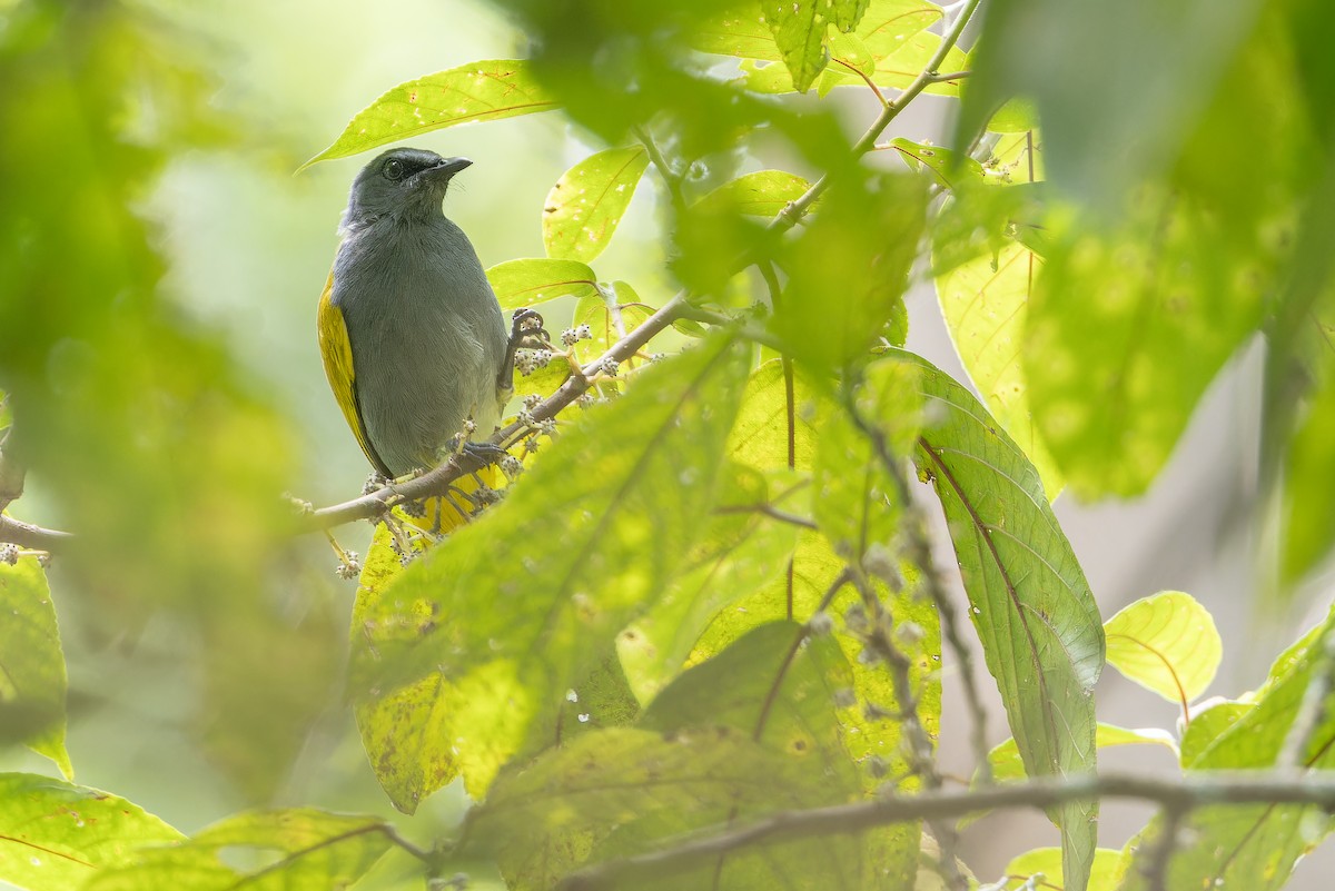 Gray-bellied Bulbul - ML640513159