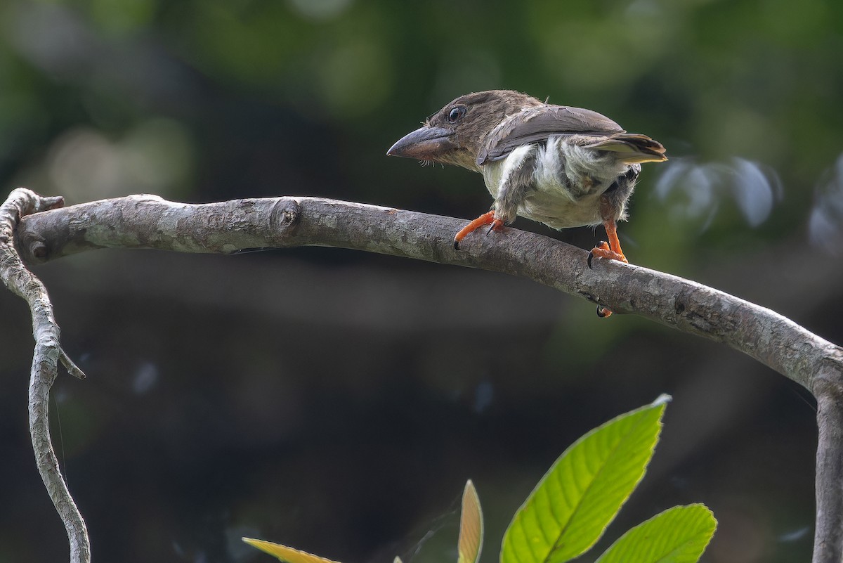 Sooty Barbet - ML640513167