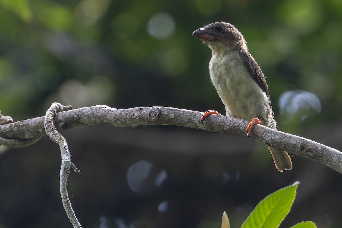 Sooty Barbet - ML640513169