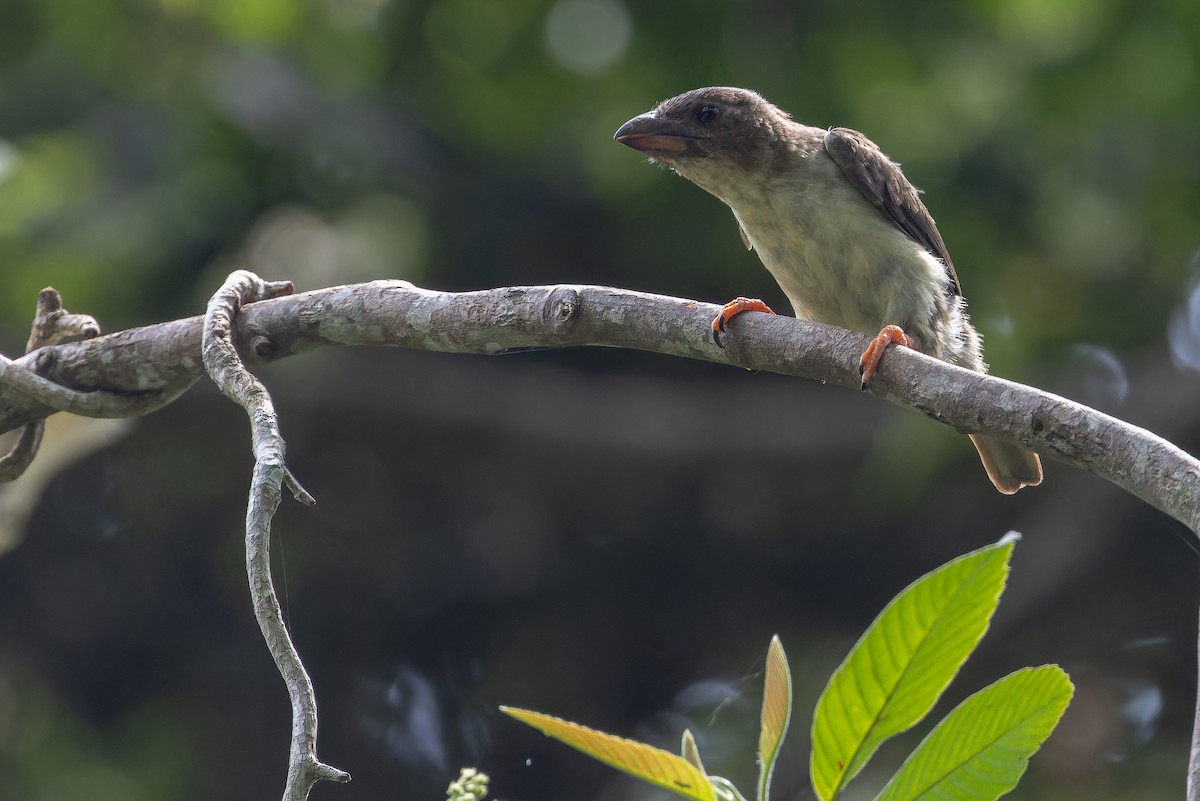 Sooty Barbet - ML640513170