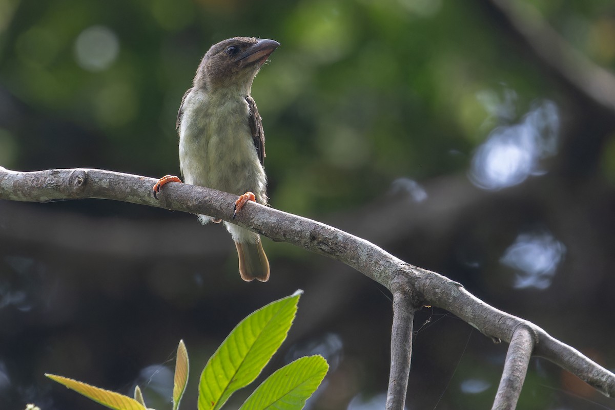 Sooty Barbet - ML640513171