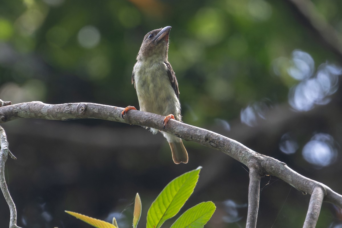 Sooty Barbet - ML640513173