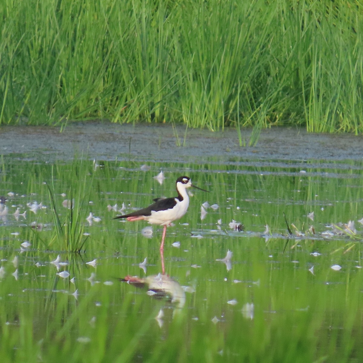 クロエリセイタカシギ - ML640513318