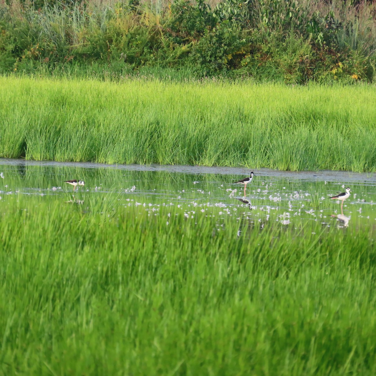 クロエリセイタカシギ - ML640513319