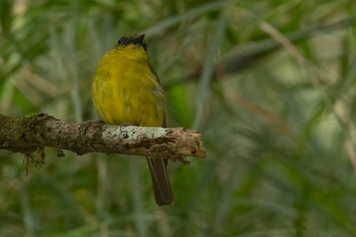 Bornean Whistler - ML640513366
