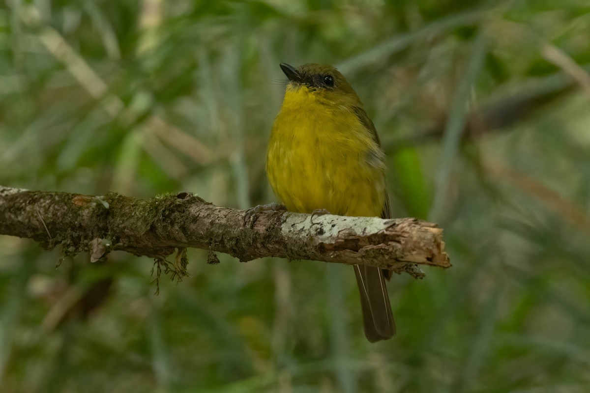 Bornean Whistler - ML640513437