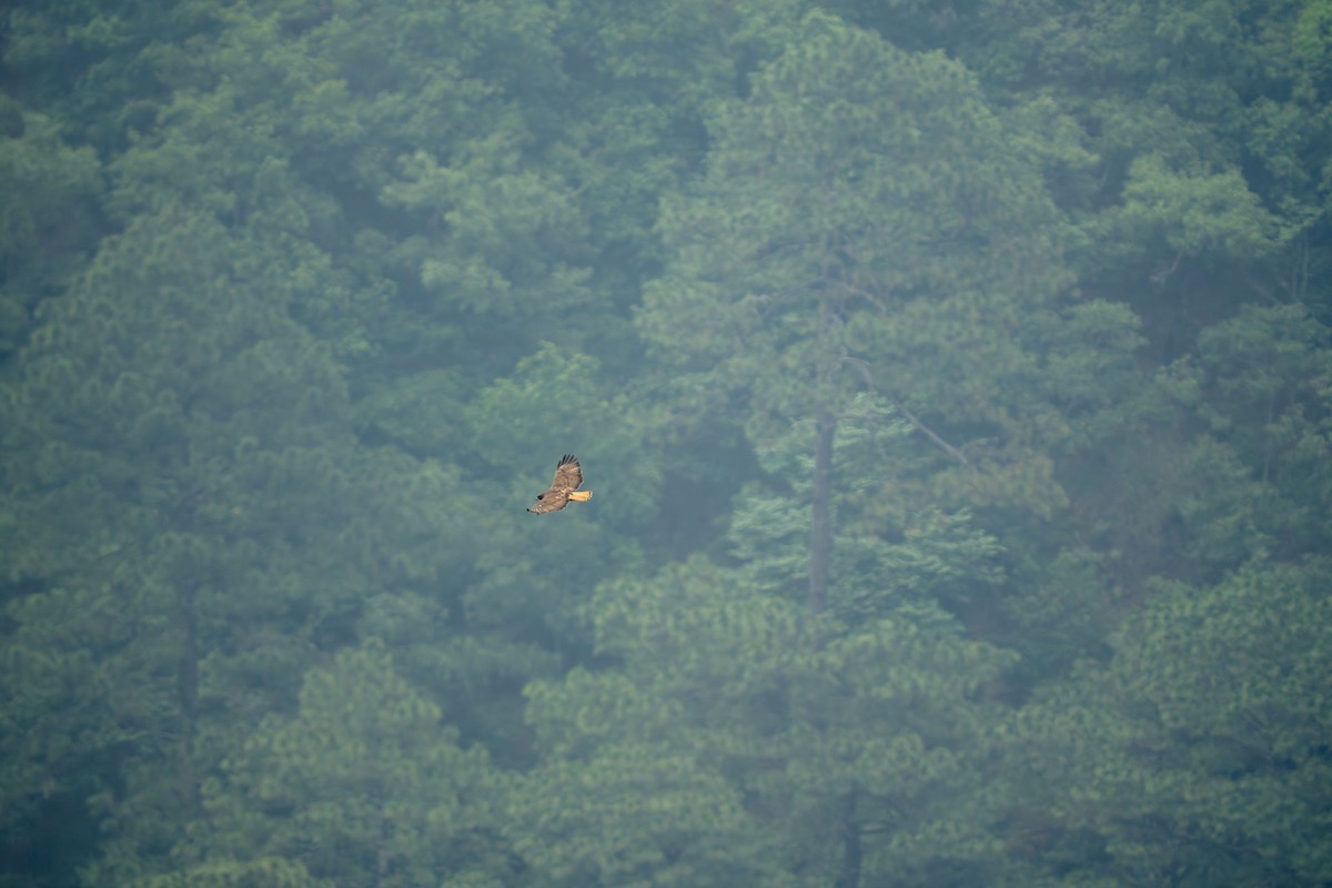 Red-tailed Hawk (fuertesi) - ML640513529