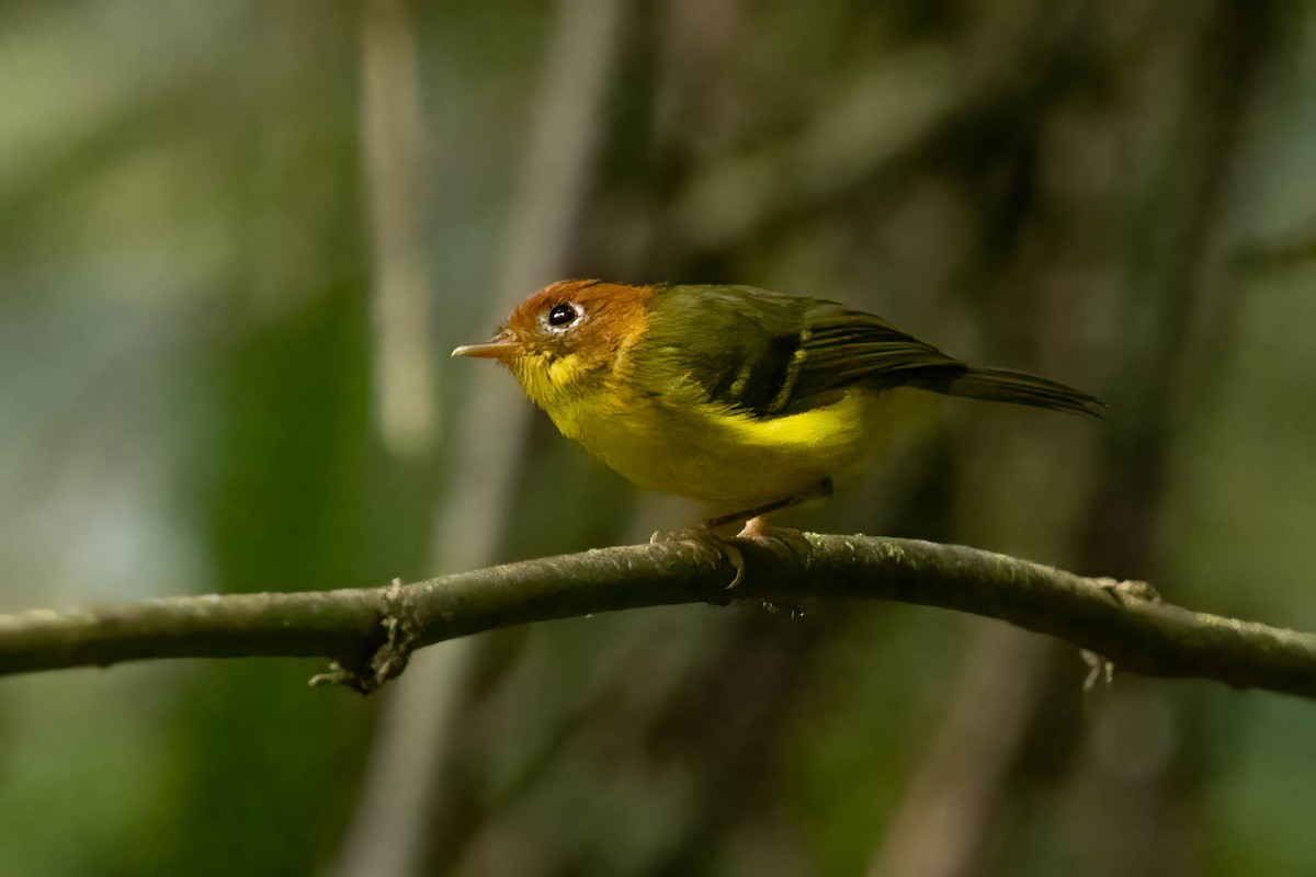 Yellow-breasted Warbler - ML640513545