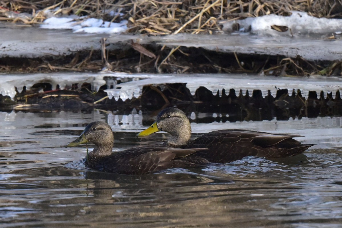 American Black Duck - ML640513568