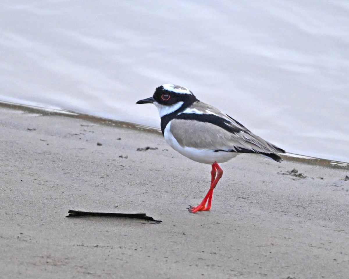 Pied Plover - ML640513631