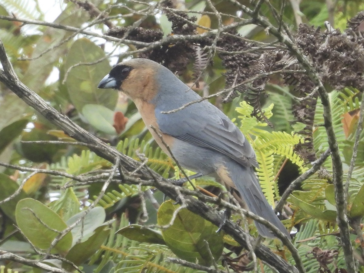 Tangara Canela - ML640513659