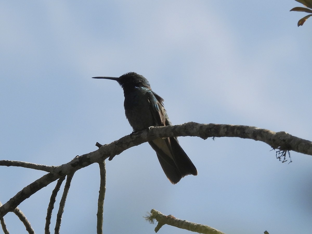 White-vented Violetear - ML640513794