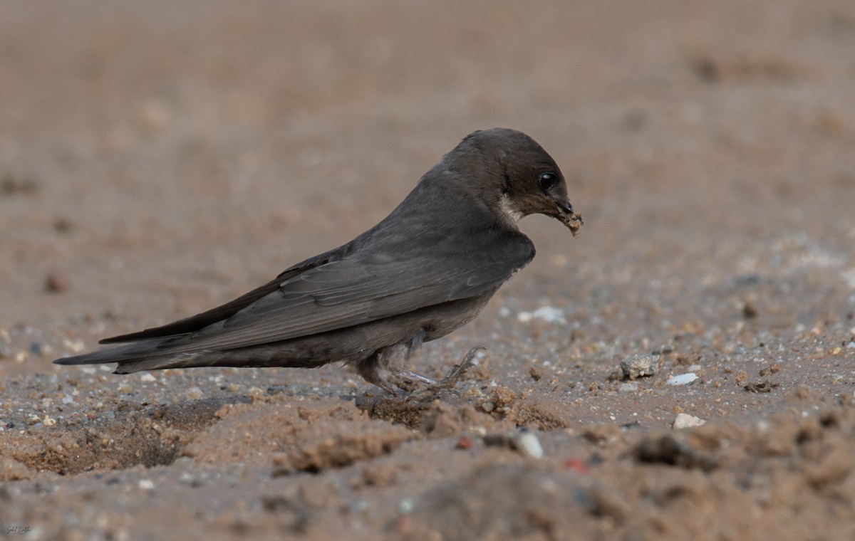 Dusky Crag-Martin - ML640513895