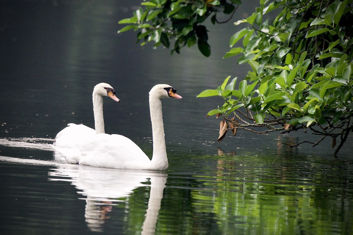 Cygne tuberculé - ML640514149
