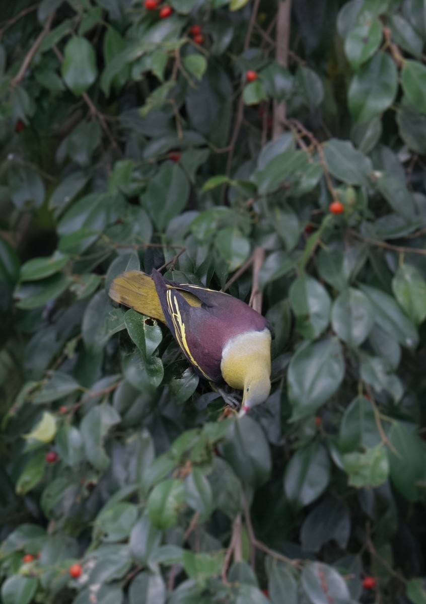 Philippine Green-Pigeon - ML640514152