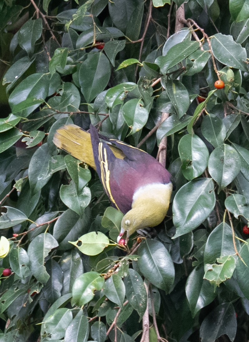 Philippine Green-Pigeon - ML640514210